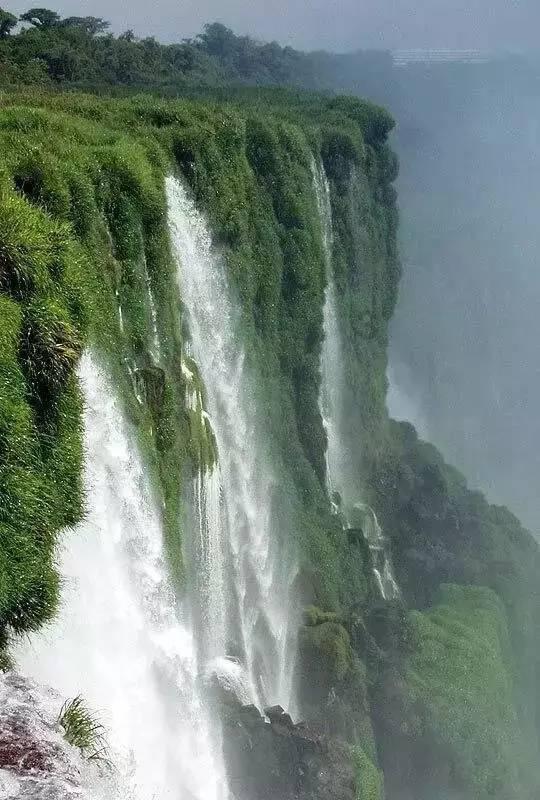 小长颈鹿逃离