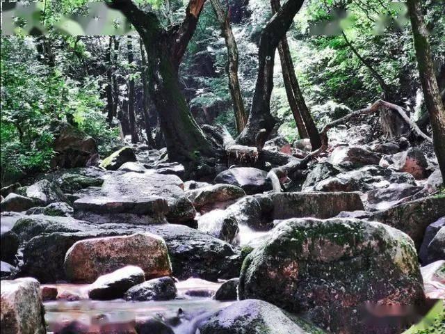 救援淘气的小狗